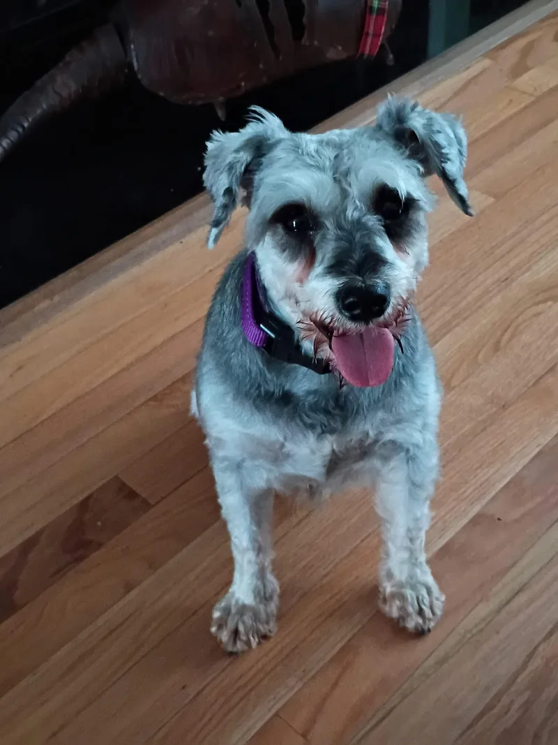 A young small-sized female Miniature Schnauzer dog named Olivia NewtonJohn for adoption in Norfolk, VA