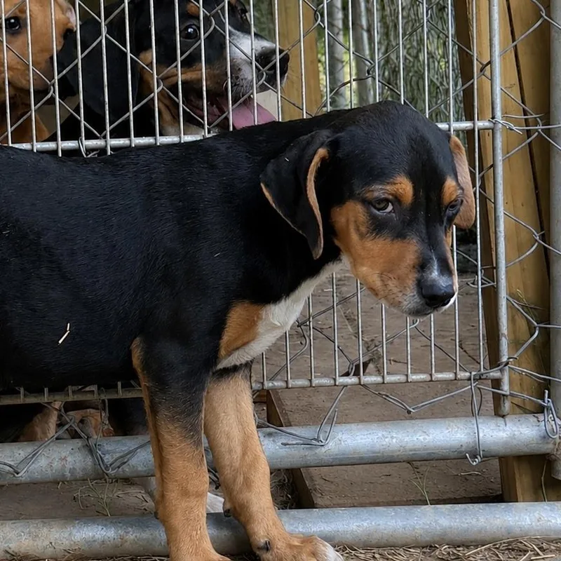 Zoe hound litter
