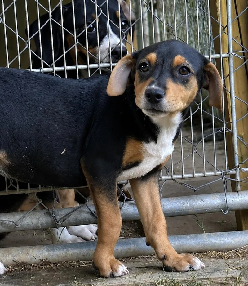 Zoe  hound litter thumbnail 3
