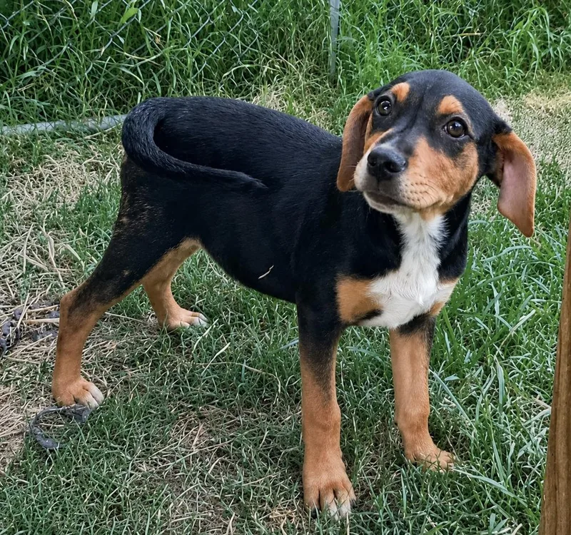 Zoe  hound litter thumbnail 4