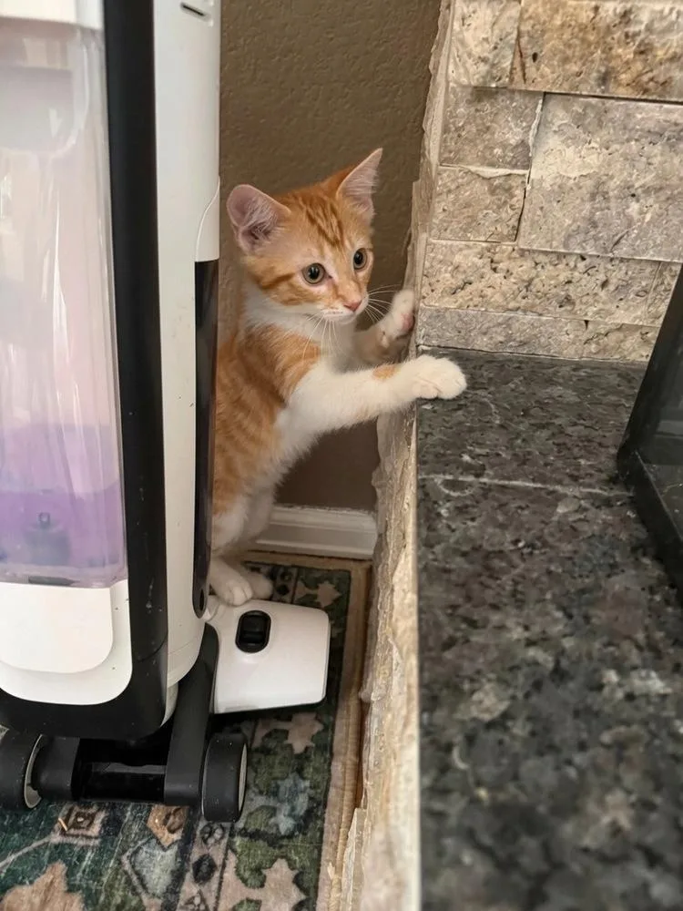 A baby small-sized female Orange & White Domestic Short Hair cat named Egypt for adoption in Colorado Springs, CO