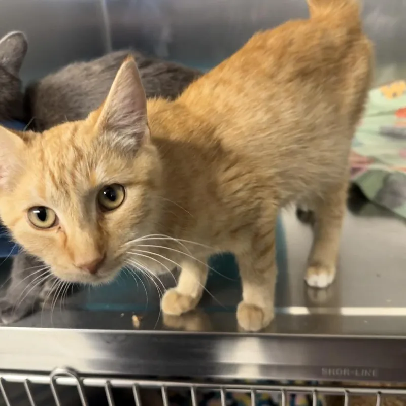 A baby small-sized male Domestic Short Hair cat named Pixie for adoption in Spokane, WA