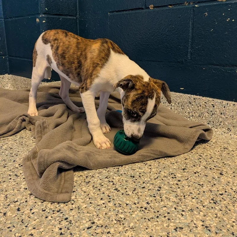 A baby small-sized male White / Cream Mixed Breed dog named Bruno for adoption in Dayton, OH