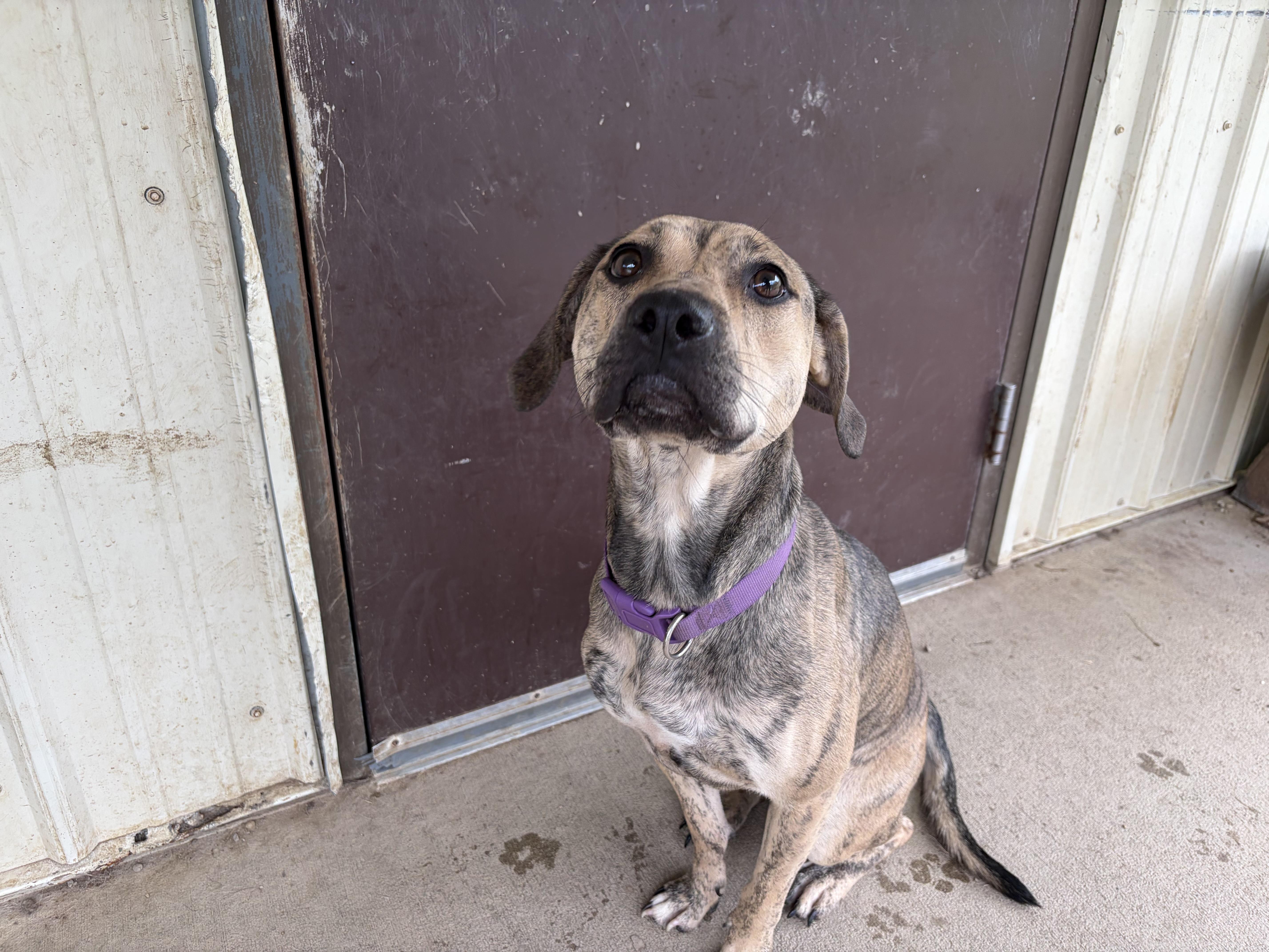 An adult medium-sized female Terrier dog named Willow for adoption in Pomeroy, OH