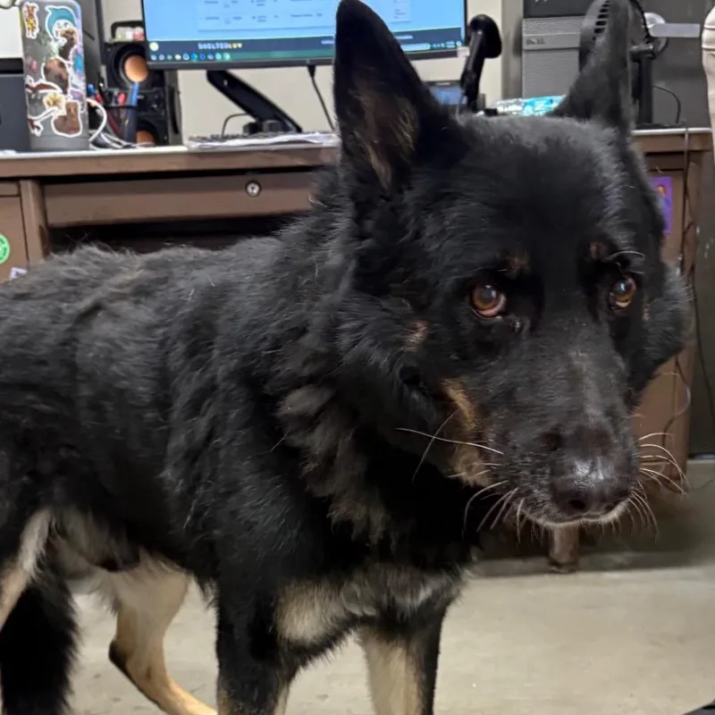 An adult medium-sized male Black German Shepherd Dog dog named Carson for adoption in Yuma, AZ