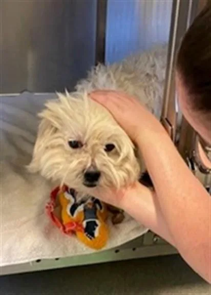 An adult small-sized male Poodle dog named Unknown for adoption in Rancho Cucamonga, CA
