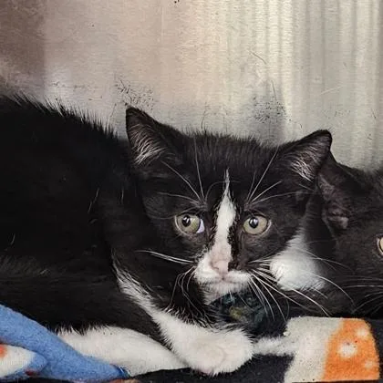 A young small-sized female Domestic Short Hair cat named Minnow for adoption in Scotia, NY