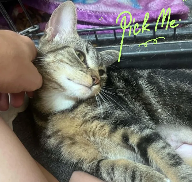 A baby medium-sized female Tabby (Brown / Chocolate) Domestic Short Hair cat named Jemma & Jewel for adoption in Orlando, FL