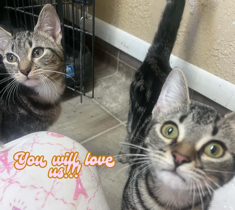 Jemma & Jewel thumbnail 2
