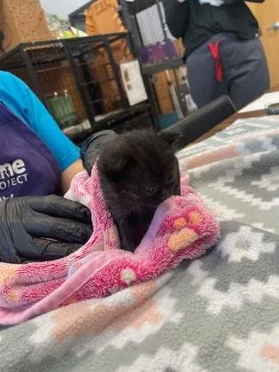 A baby small-sized female Domestic Short Hair cat named Soccer Ball for adoption in Chamblee, GA