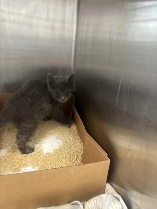 A baby small-sized female Domestic Medium Hair cat named Major for adoption in West Chester, PA