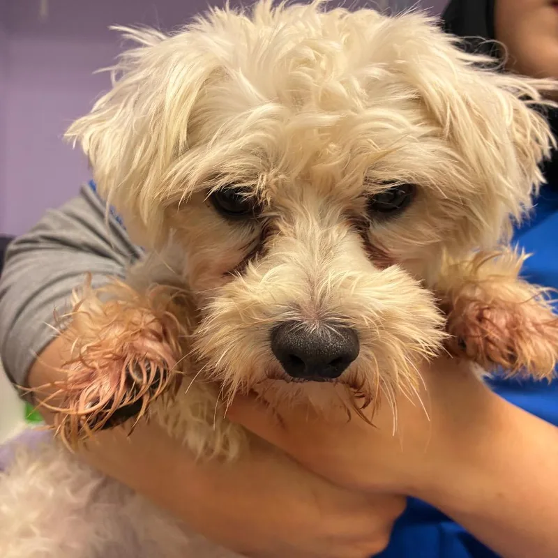 An adult small-sized male White / Cream Maltese dog named Additudes for adoption in Northbrook, IL