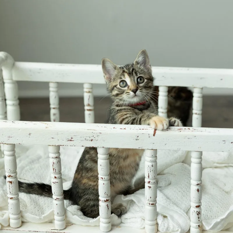 A baby small-sized female Brown / Chocolate Domestic Short Hair cat named Rojo for adoption in Rochester, MN