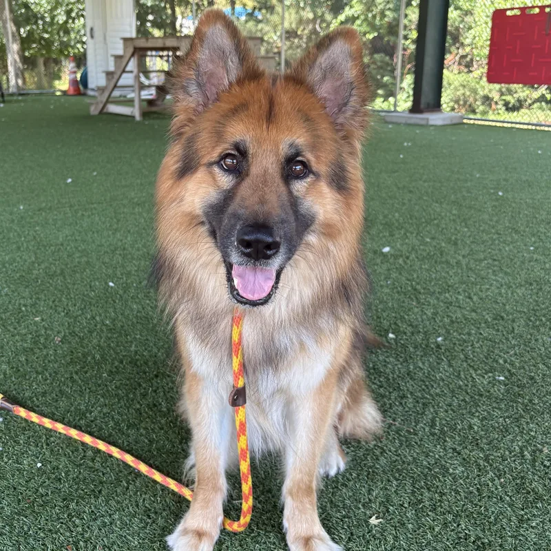 An adult medium-sized male Bicolor German Shepherd Dog dog named Zazu for adoption in Eatontown, NJ