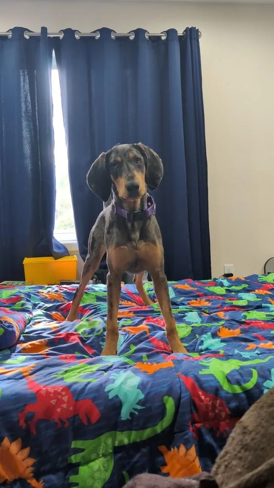 A young large-sized female Great Dane dog named Mabel for adoption in Saginaw, MI