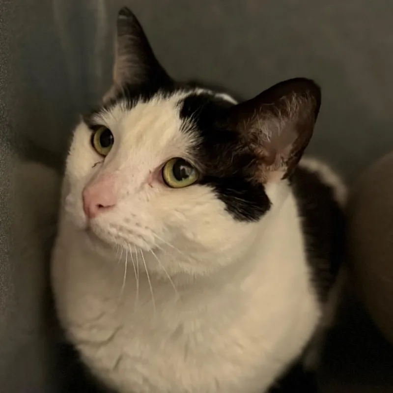 An adult small-sized female White Domestic Short Hair cat named Bayonetta for adoption in Chicago, IL