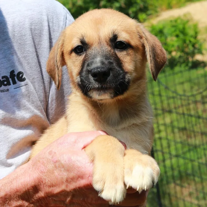 A baby medium-sized female Brown / Chocolate Labrador Retriever dog named CT Solitaire avail Aug for adoption in Eastford, CT