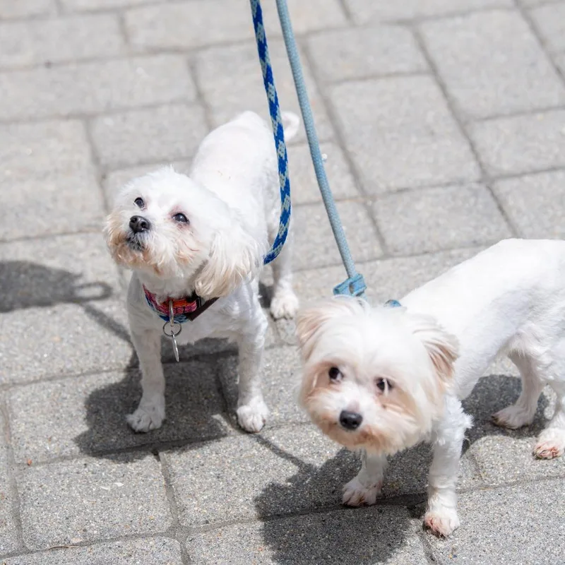 An adult medium-sized female White / Cream Maltese dog named Agatha Avail  at for adoption in Kennebunk, ME