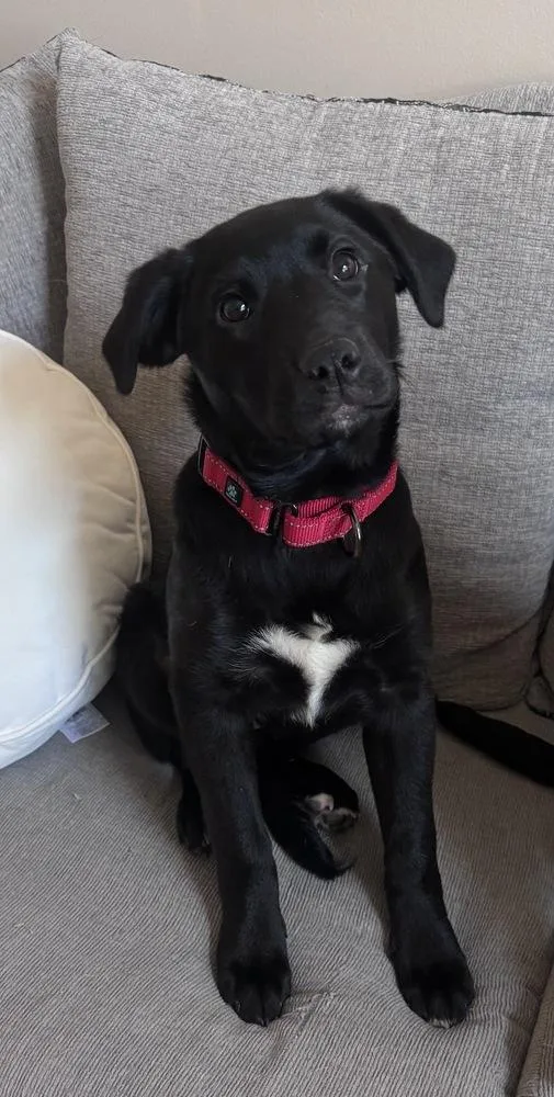 Chassis Big Rig thumbnail 2