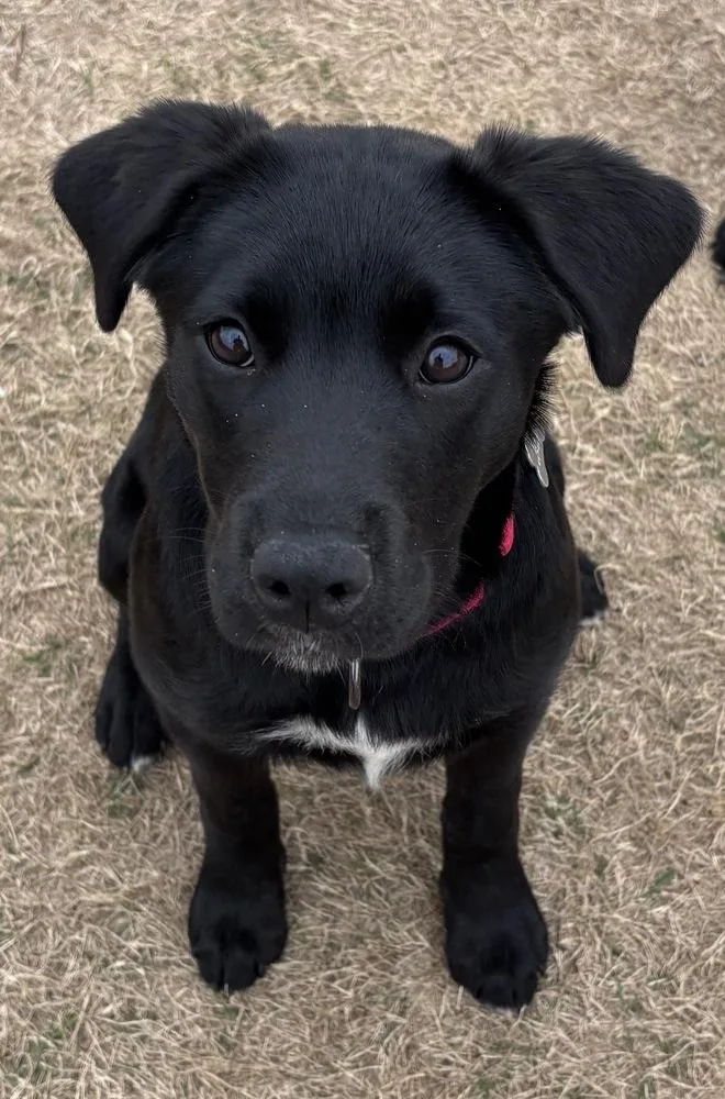 Chassis Big Rig thumbnail 3