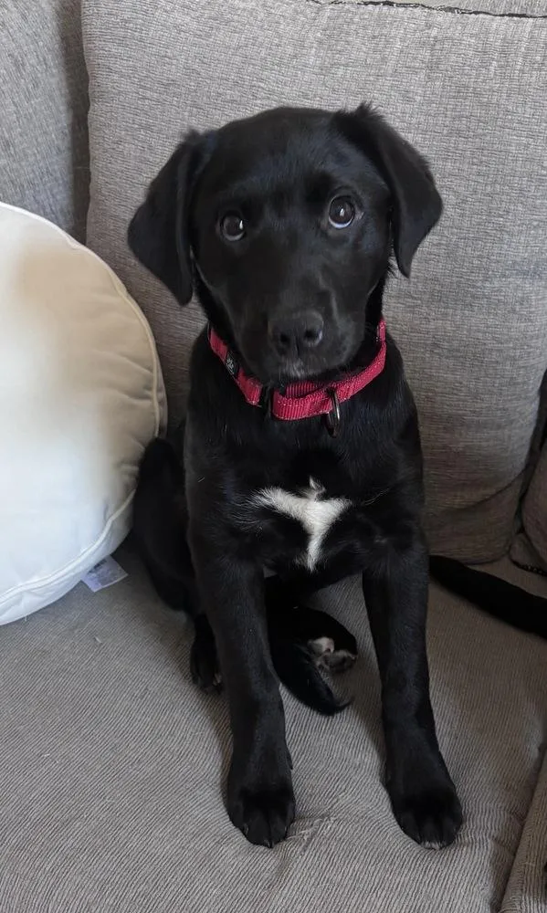 Chassis Big Rig thumbnail 5