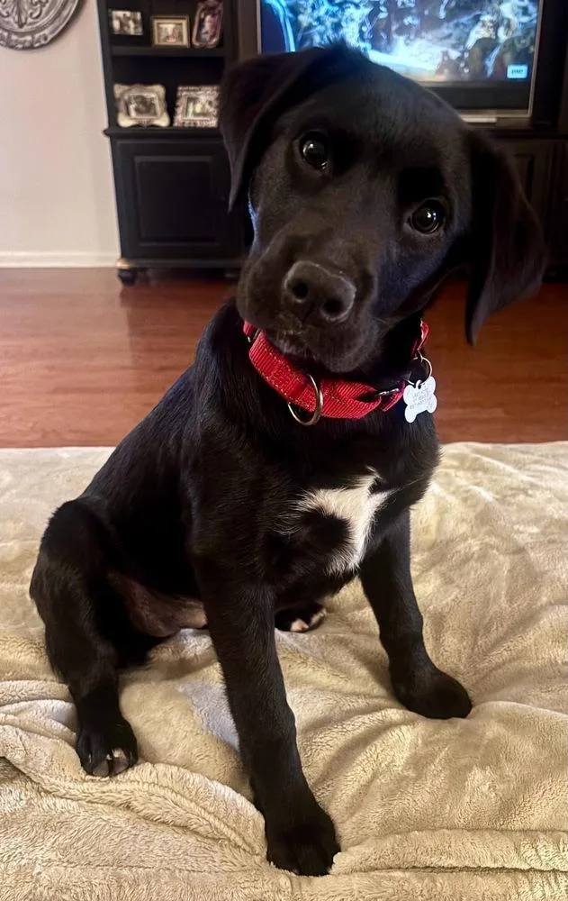 Chassis Big Rig thumbnail 6