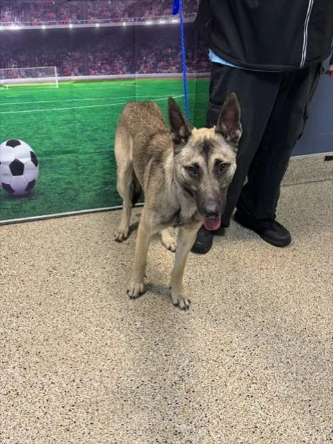 A young large-sized male Belgian Shepherd / Malinois dog named Benji for adoption in Miami, FL