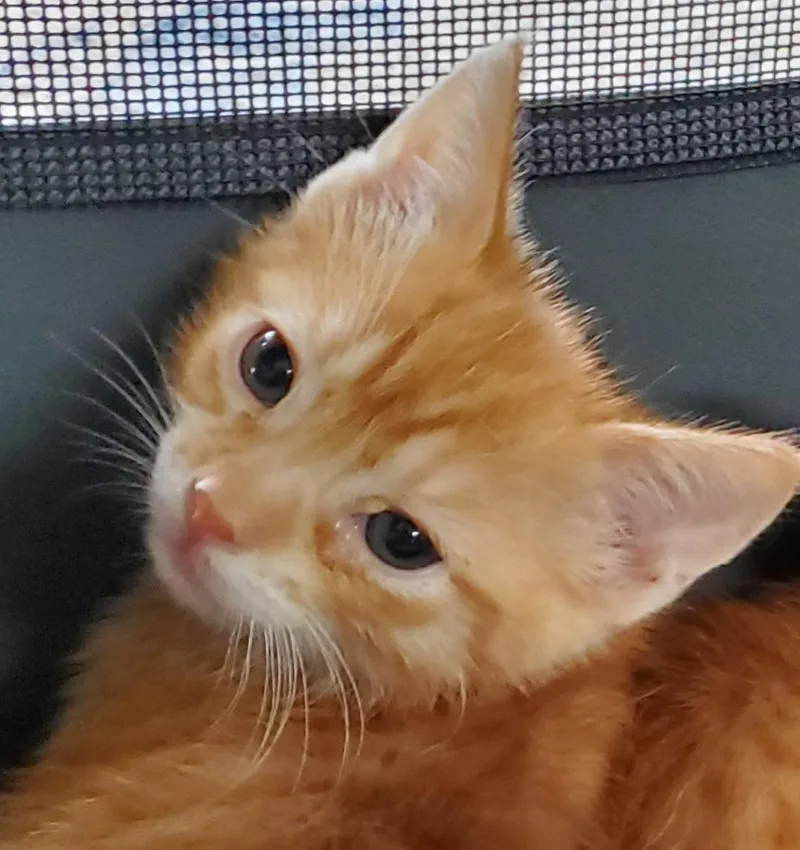 A baby small-sized male Domestic Short Hair cat named Marmalade for adoption in Carlsbad, CA