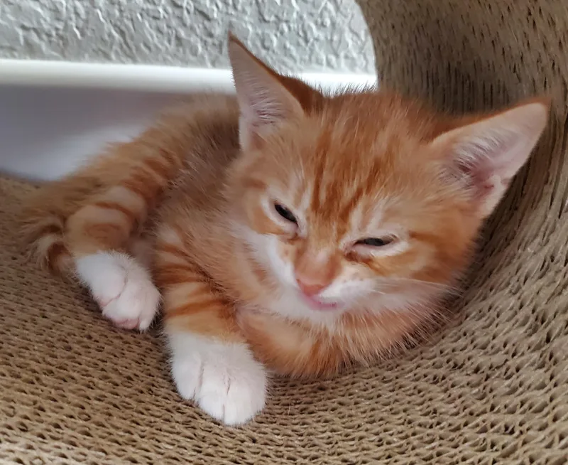 Marmalade thumbnail 2