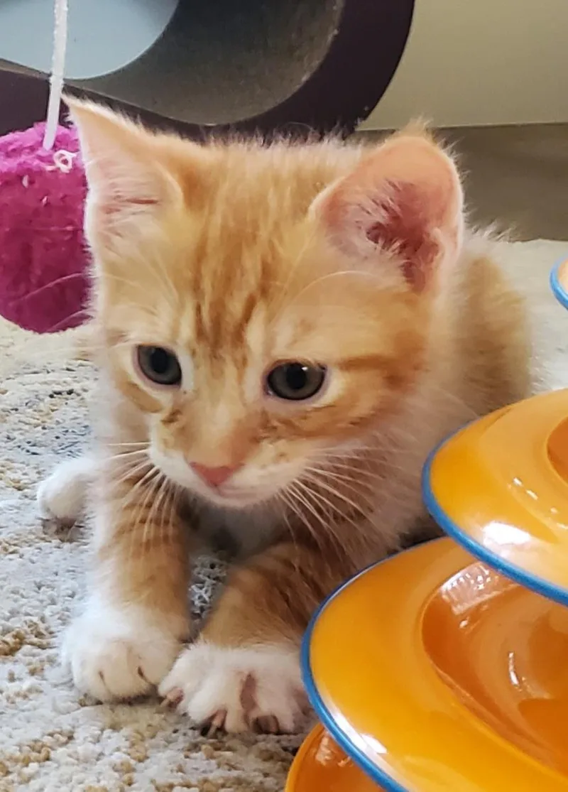 Marmalade thumbnail 3