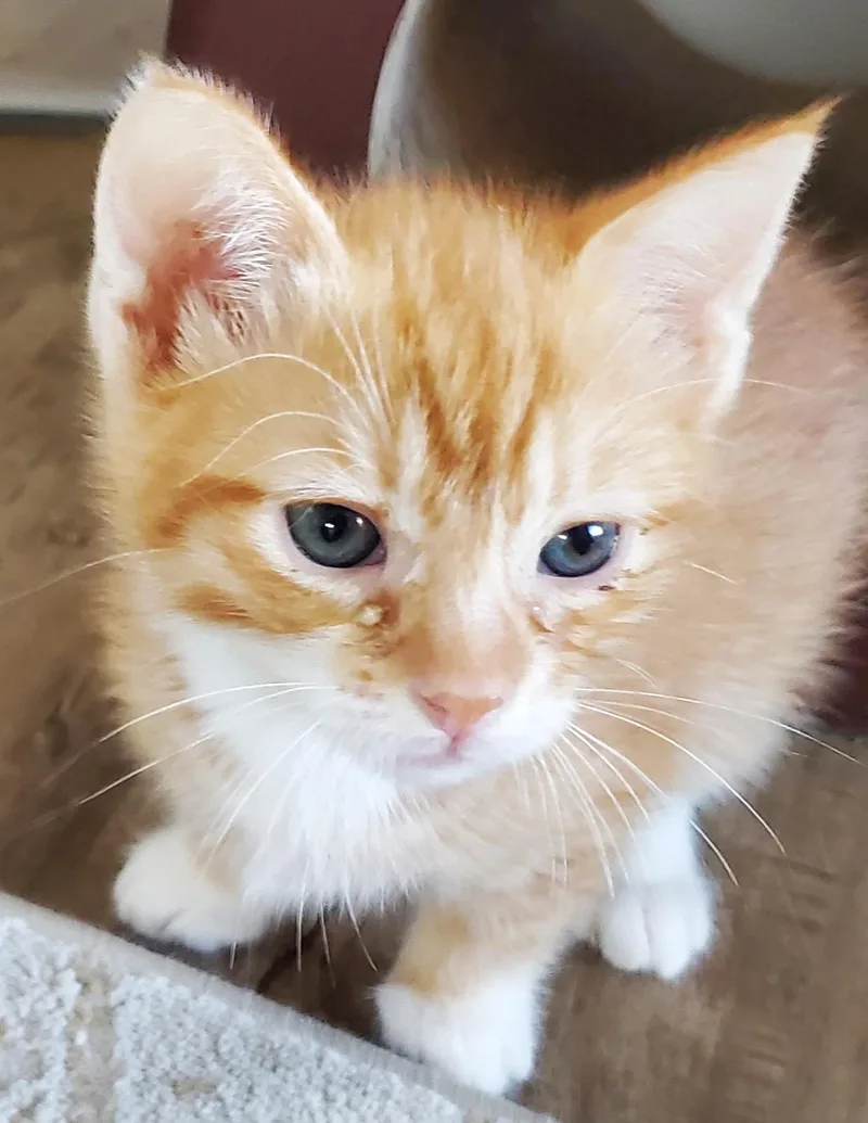 Marmalade thumbnail 5