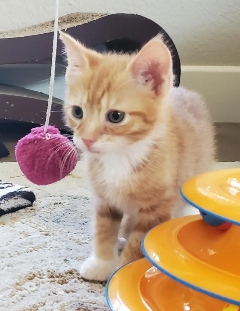 Marmalade thumbnail 6