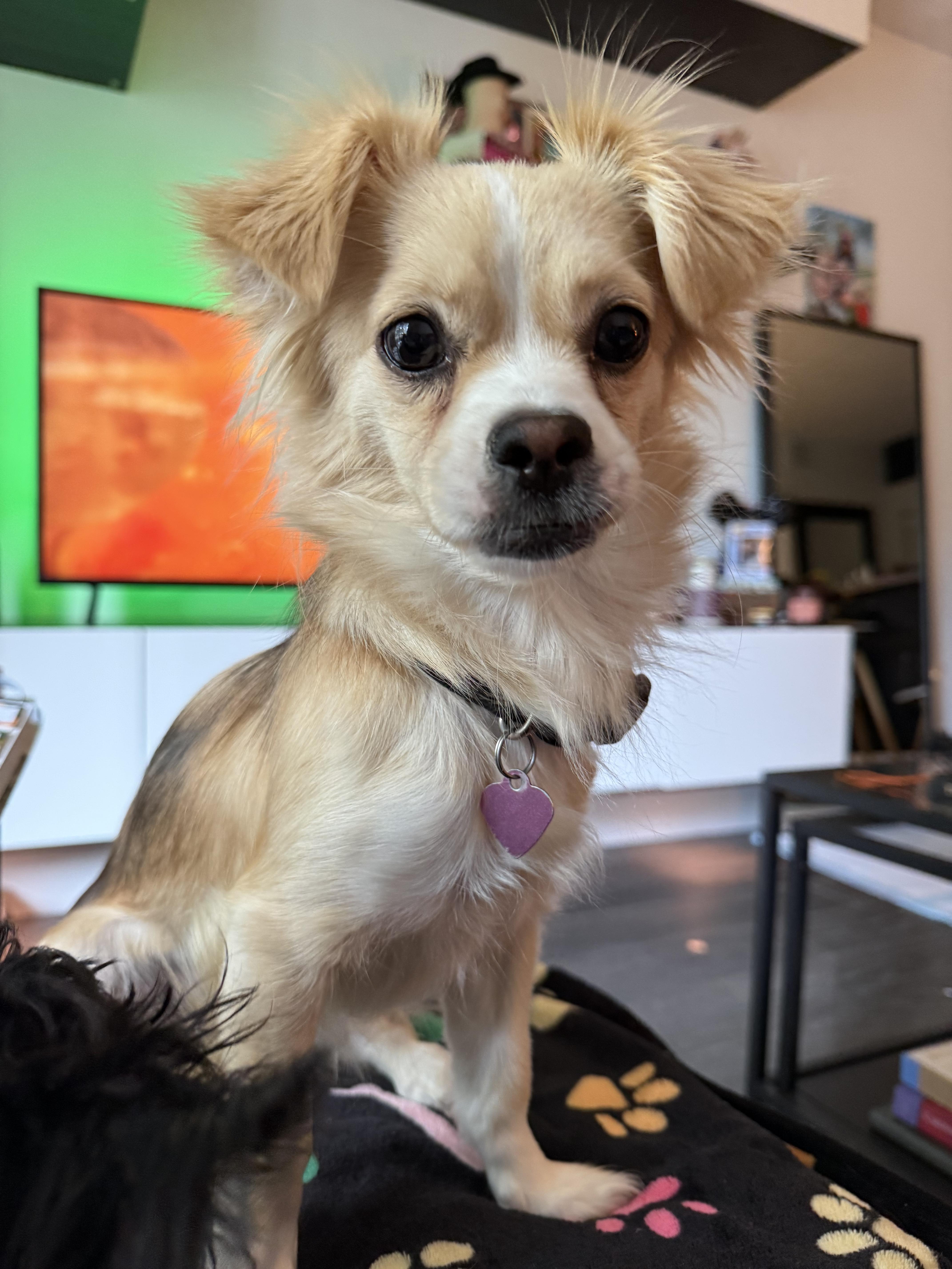 Maggie thumbnail 3