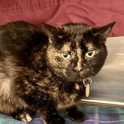 An adult medium-sized female Black Domestic Short Hair cat named Tawnypelt for adoption in Lansing, MI