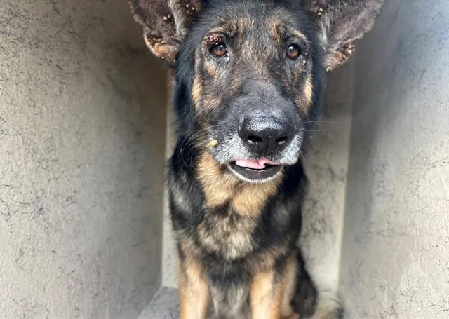 An adult large-sized male German Shepherd Dog dog named Everest for adoption in Garland, TX