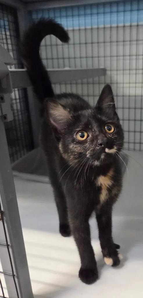 A baby medium-sized female Domestic Short Hair cat named Sofia for adoption in Gold Beach, OR