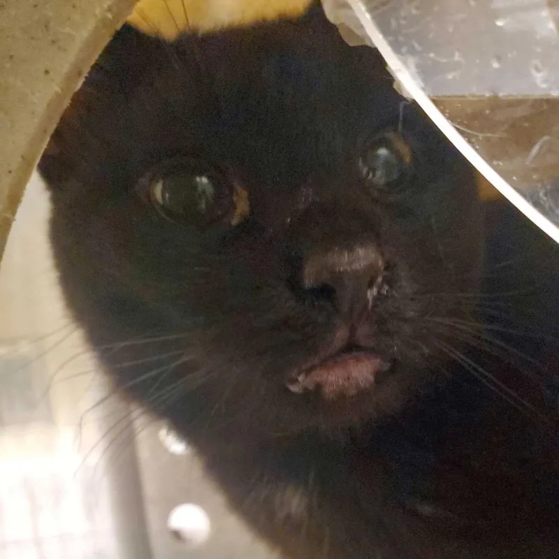An adult medium-sized female Black Domestic Short Hair cat named Bitti Blueberry for adoption in Asheville, NC
