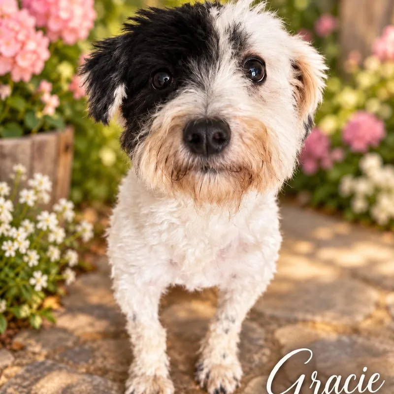 An adult small-sized female Miniature Schnauzer dog named Gracie for adoption in Cleveland, TN