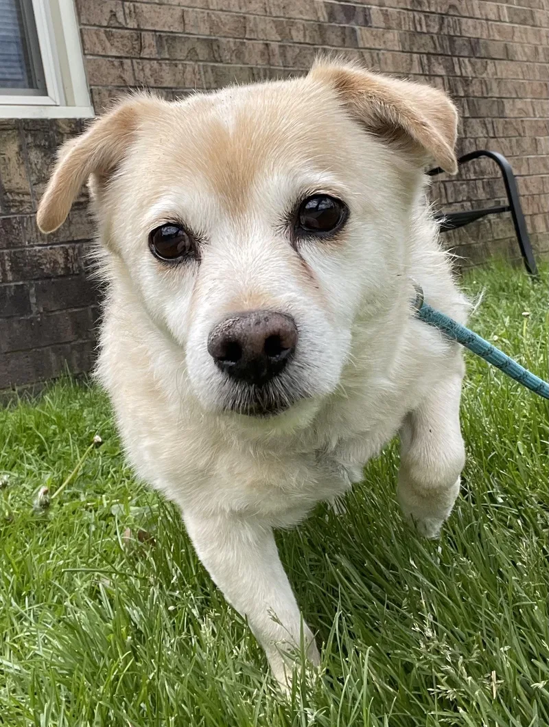 An adult medium-sized male Yellow / Tan / Blond / Fawn Terrier dog named Simon Hold for adoption in Canton, OH