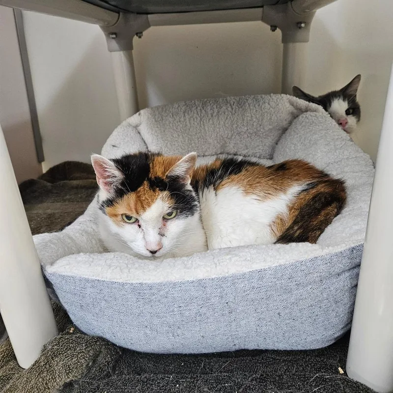 A senior medium-sized female Calico Domestic Short Hair cat named Lucy for adoption in Ridgely, MD