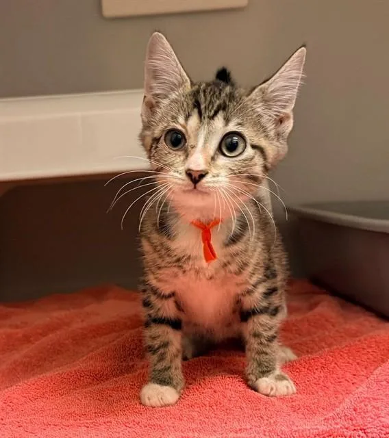 A baby small-sized female Domestic Short Hair cat named Tangle for adoption in Statesville, NC