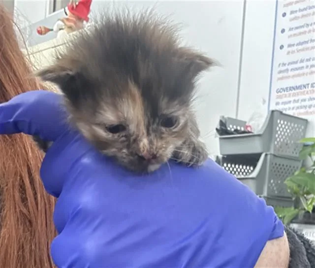 A baby medium-sized female Domestic Short Hair cat named Georgia for adoption in Dallas, TX