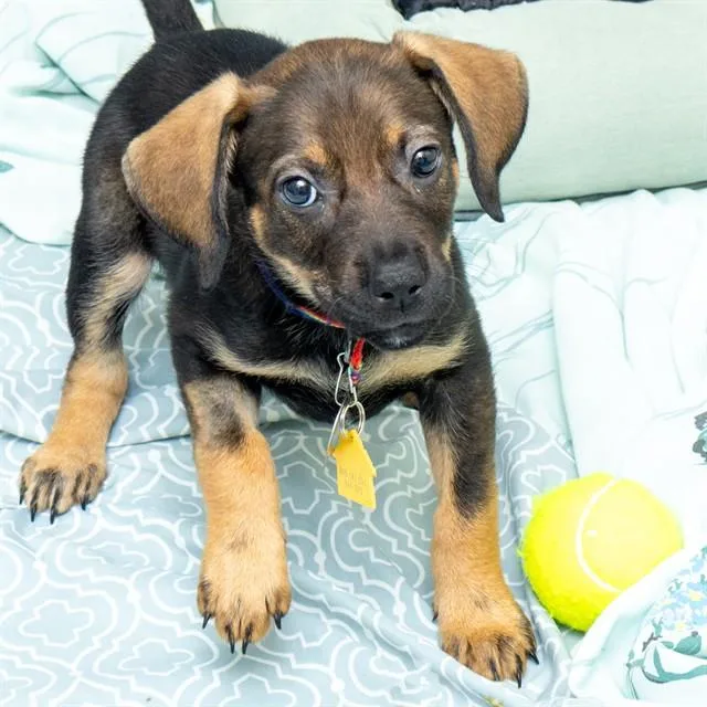 A baby small-sized female Beagle dog named Raisin for adoption in St. Louis, MO