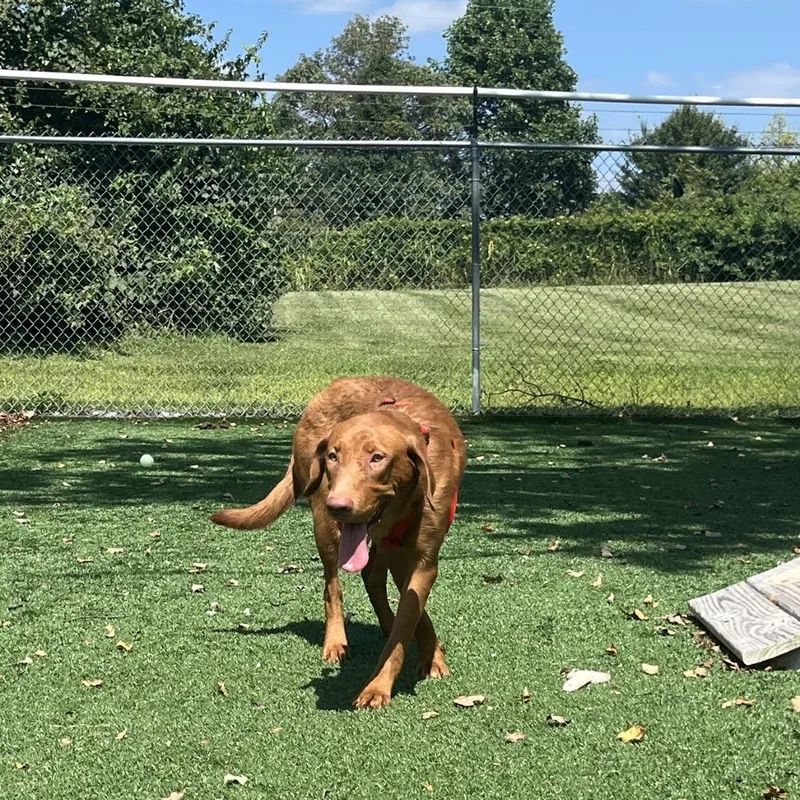 An adult medium-sized female Labrador Retriever dog named Cathy for adoption in La Grange, KY