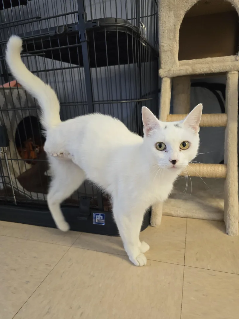 An adult medium-sized female Domestic Short Hair cat named Hopescotch for adoption in Warwick, RI