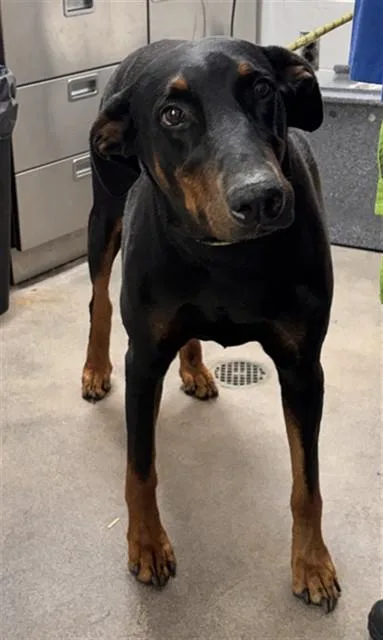An adult large-sized male Doberman Pinscher dog named Duece for adoption in Upper Marlboro, MD
