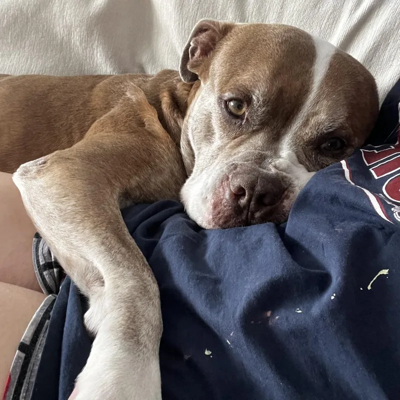 An adult medium-sized male Brown / Chocolate Mixed Breed dog named Hamlet for adoption in Gainesville, FL