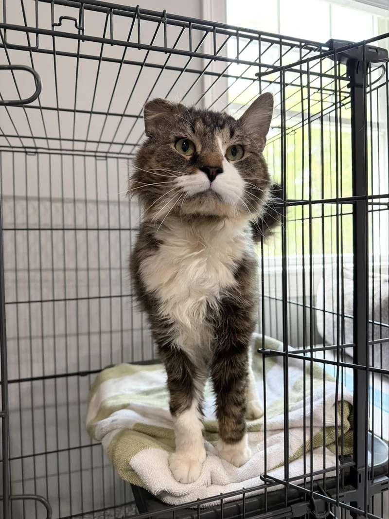 An adult medium-sized male Domestic Short Hair cat named Kobe for adoption in Kennebunk , ME