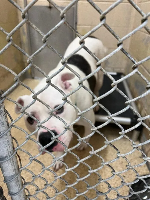 A senior large-sized male Pit Bull Terrier dog named Santorini for adoption in Cincinnati, OH