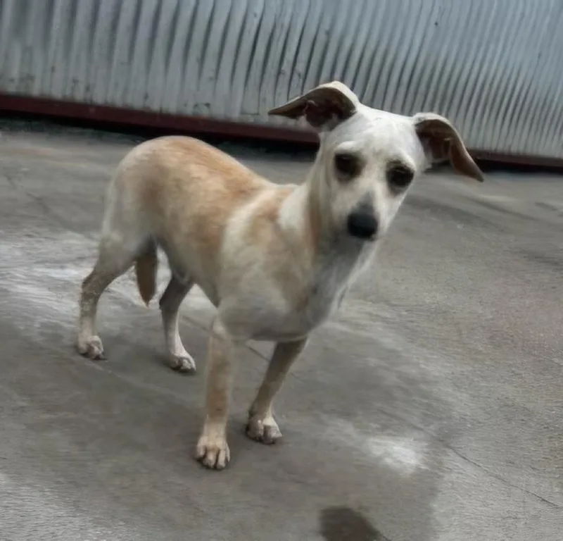 A young small-sized male Apricot / Beige Chihuahua dog named Poncho for adoption in Lexington, KY